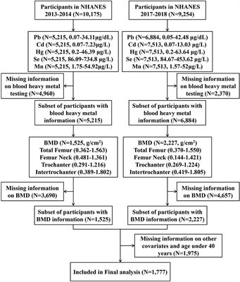 Relationship of blood heavy metals and osteoporosis among the middle-aged and elderly adults: A secondary analysis from NHANES 2013 to 2014 and 2017 to 2018